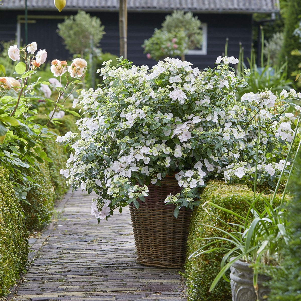 Proven Winners Fairytrail Bride wall-cascade style for hillside or wall segments.