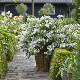 Proven Winners Fairytrail Bride wall-cascade style for hillside or wall segments.