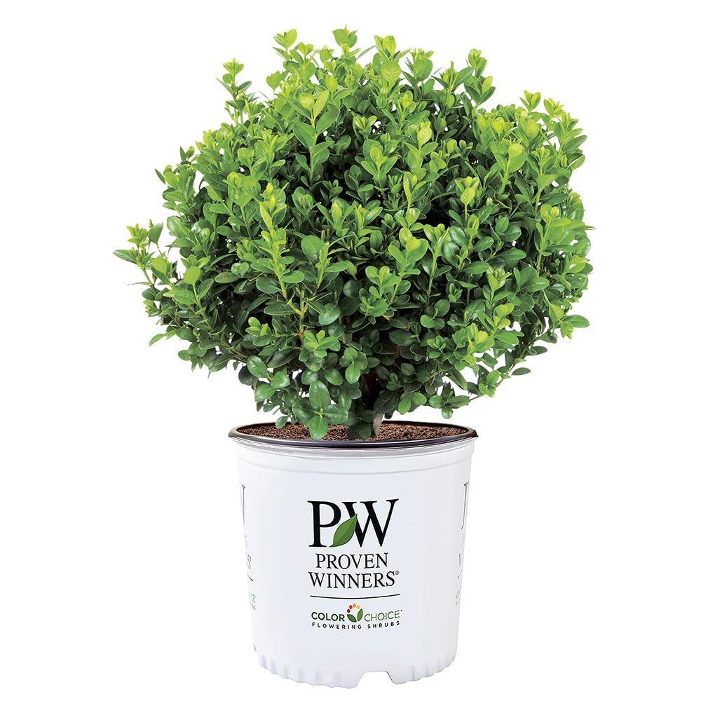 Proven Winners Neatball Boxwood front view highlighting compact border-ready form