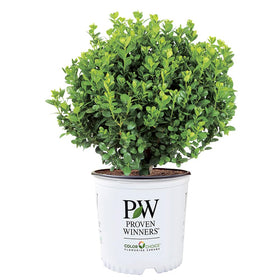 Proven Winners Neatball Boxwood front view highlighting compact border-ready form