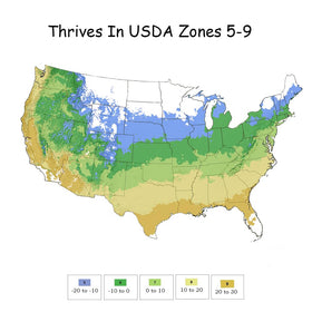 Proven Winners Neatball Boxwood hardy stems, resilient in cooler seasons