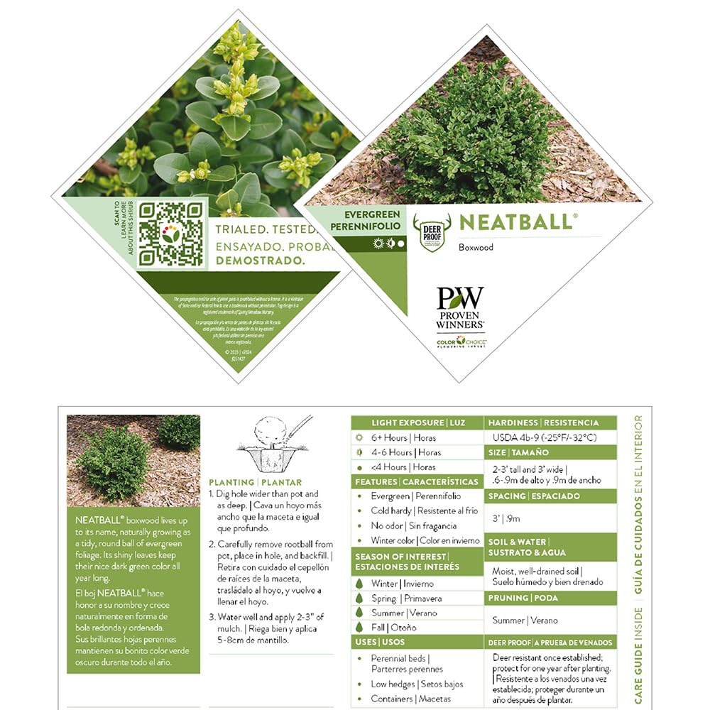 Proven Winners Neatball Boxwood leaves closeup with glossy dark green foliage year-round