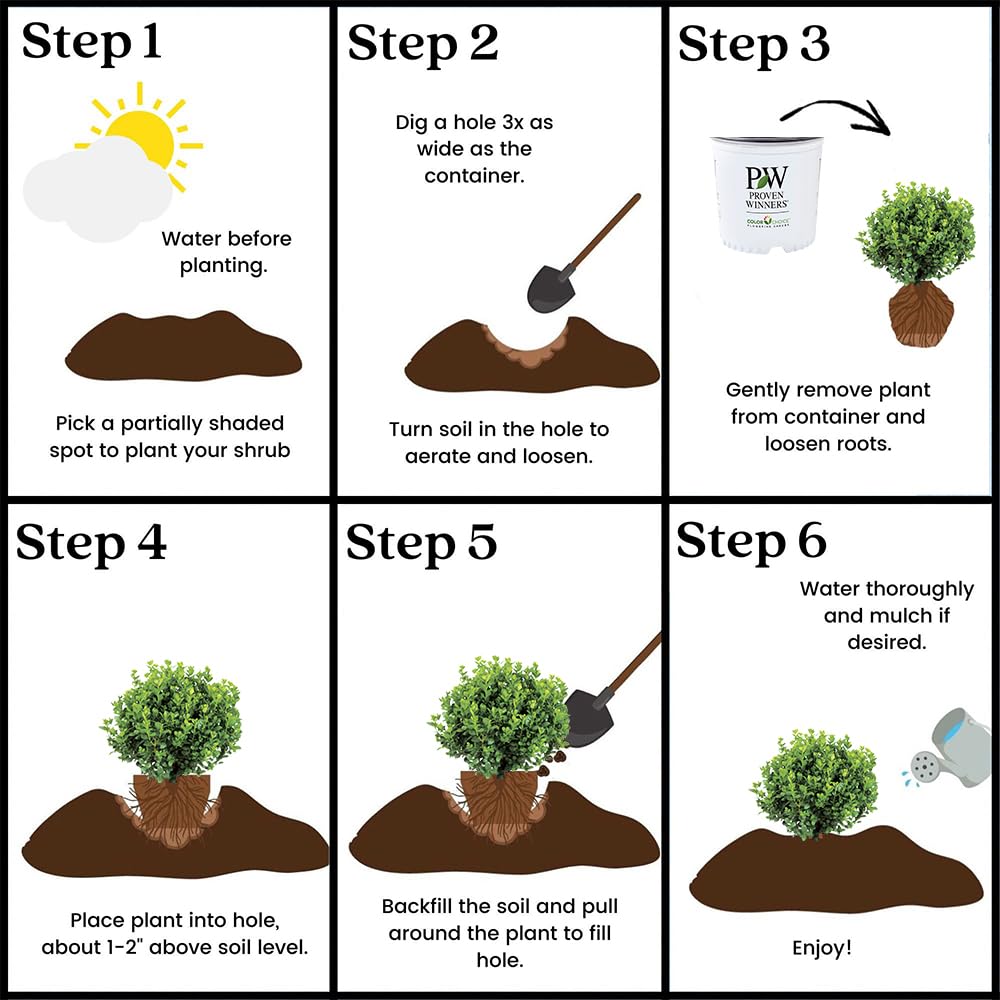 Proven Winners Neatball Boxwood mature size suits front yard borders
