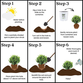 Proven Winners Neatball Boxwood mature size suits front yard borders