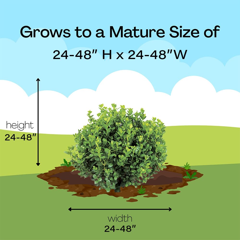 Proven Winners Neatball Boxwood shipping trim, supporting healthy establishment