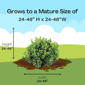 Proven Winners Neatball Boxwood shipping trim, supporting healthy establishment