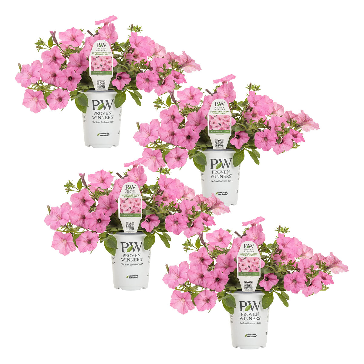 Proven Winners Petunia Vista Bubblegum in a sunny bed with dense, lasting color