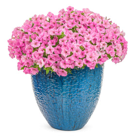 Petunia Vista Bubblegum plant ready from a 6 inch by 6 inch pot