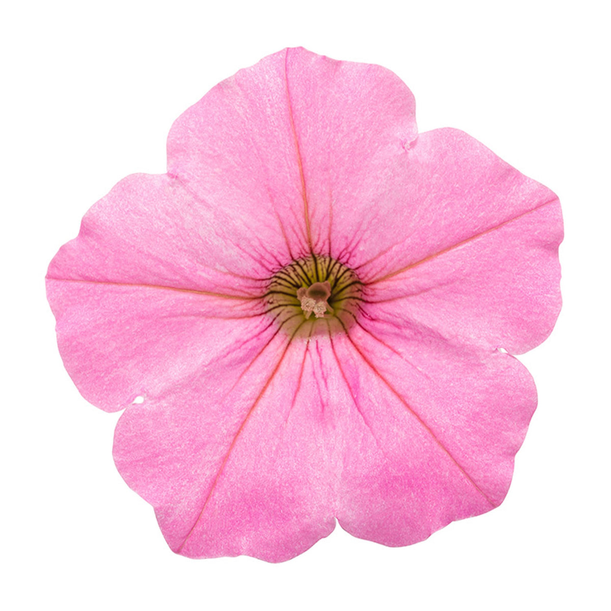 Petunia Vista Bubblegum displayed in a container for warm-season color