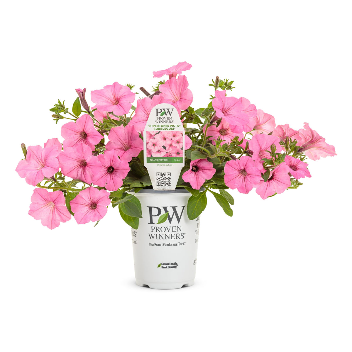 Hanging basket setup featuring Proven Winners Vista Bubblegum blooms