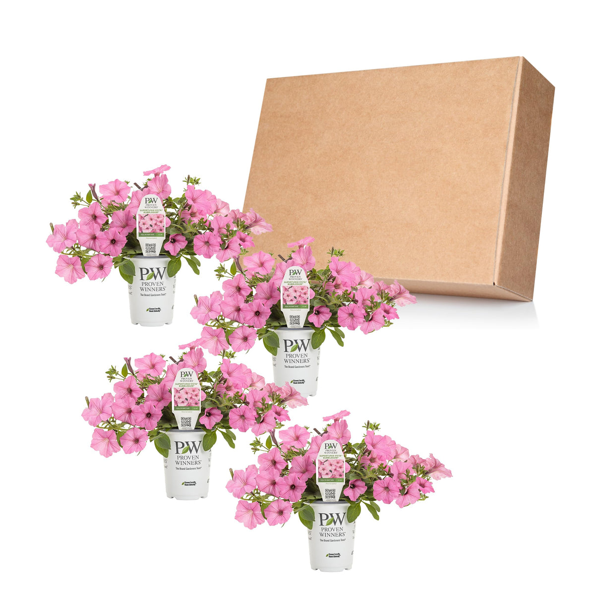 Healthy leaves and sturdy stems of Proven Winners Vista Bubblegum petunia