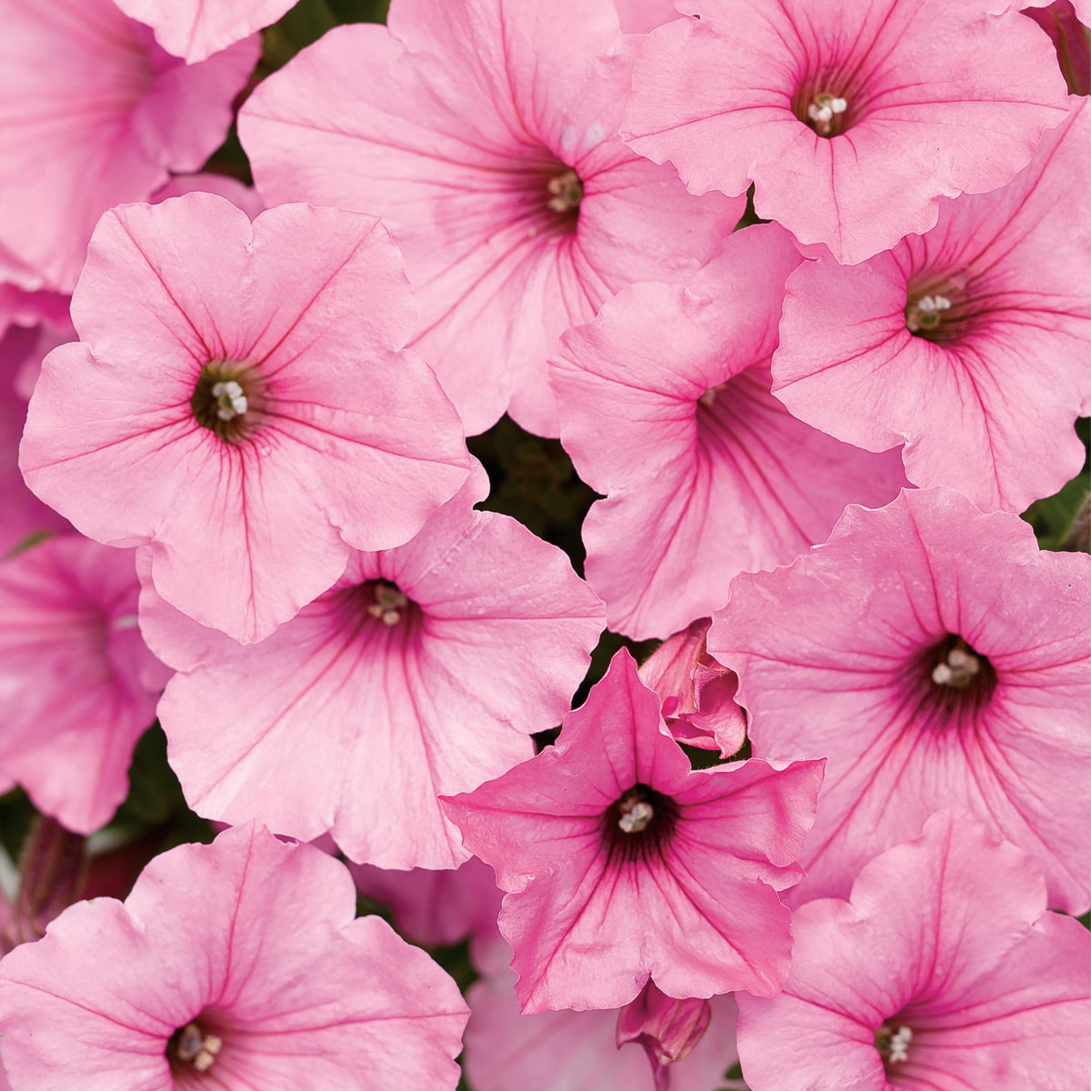 Trailing growth of Proven Winners Vista Bubblegum ideal for containers and baskets