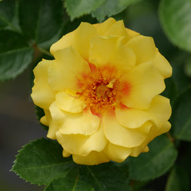 Rise Up Ringo climbing on trellis showcases vigorous growth and vibrant color in garden.