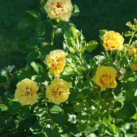 Dense foliage of Rise Up Ringo adds year-round texture to borders and landscapes.