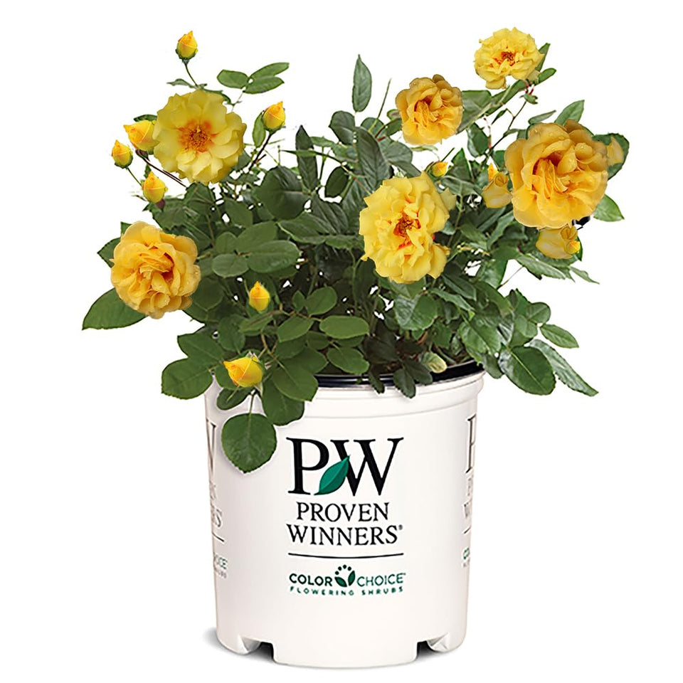 Proven Winners Rise Up Ringo bloom close-up with yellow petals and red eye, ideal focal point.