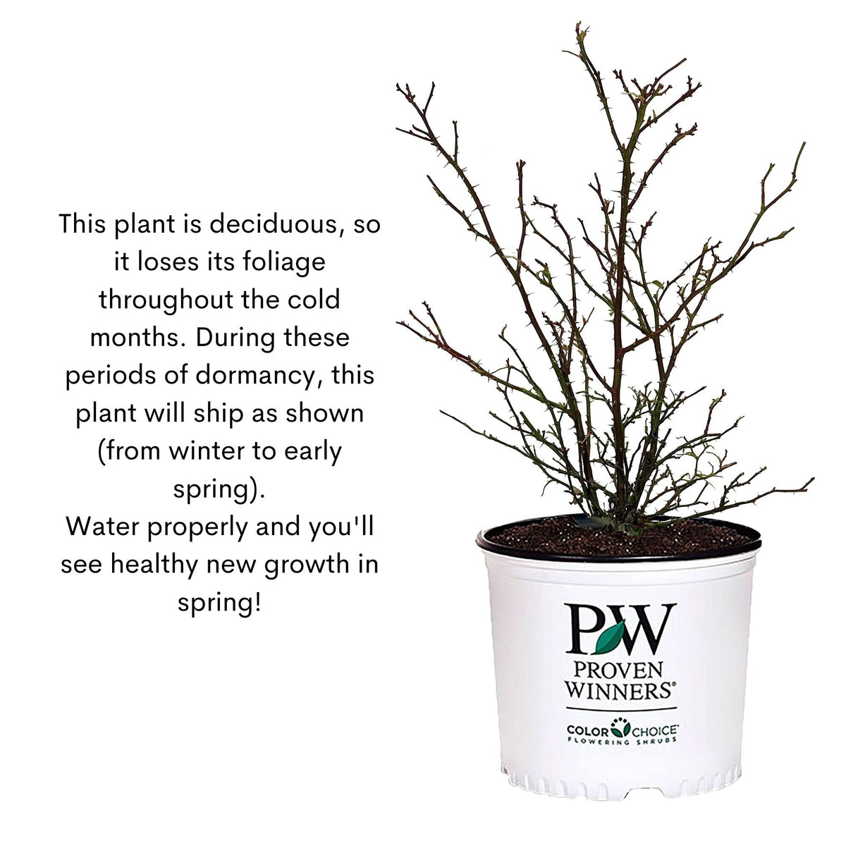 Mature plant size shows 24-36 inch width and 36-60 inch height.