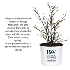 Mature plant size shows 24-36 inch width and 36-60 inch height.