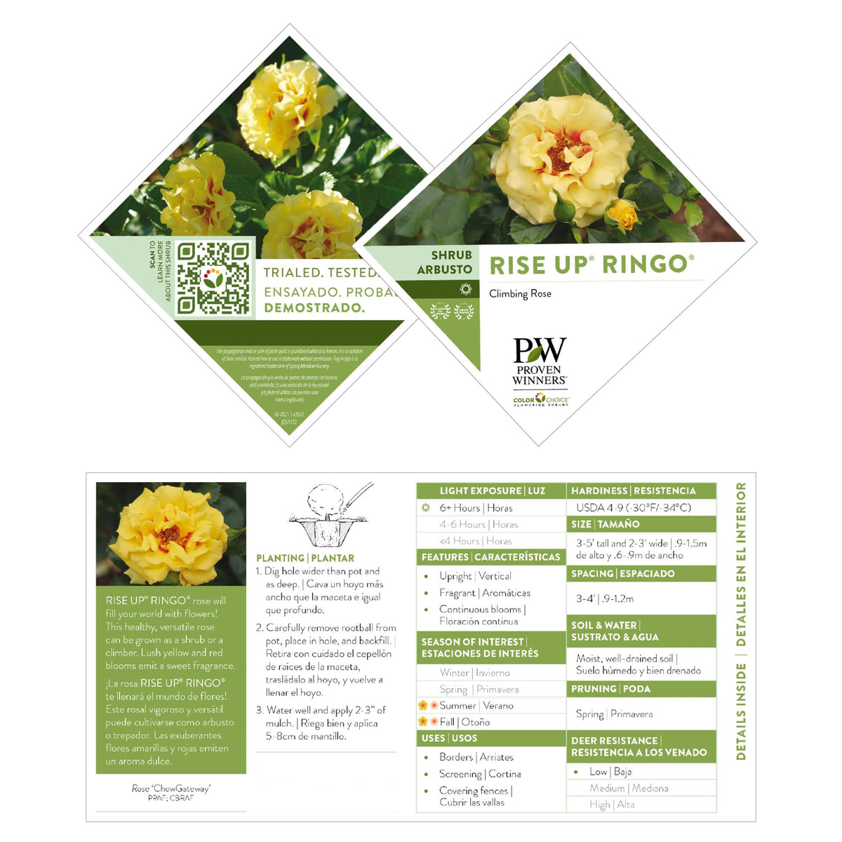 Proven Winners Rise Up Ringo forms a low-maintenance shrub with compact habit.