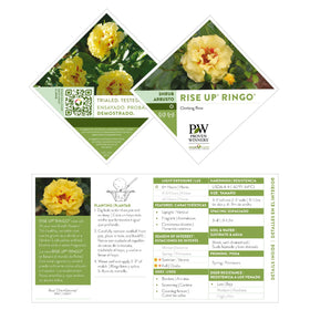 Proven Winners Rise Up Ringo forms a low-maintenance shrub with compact habit.