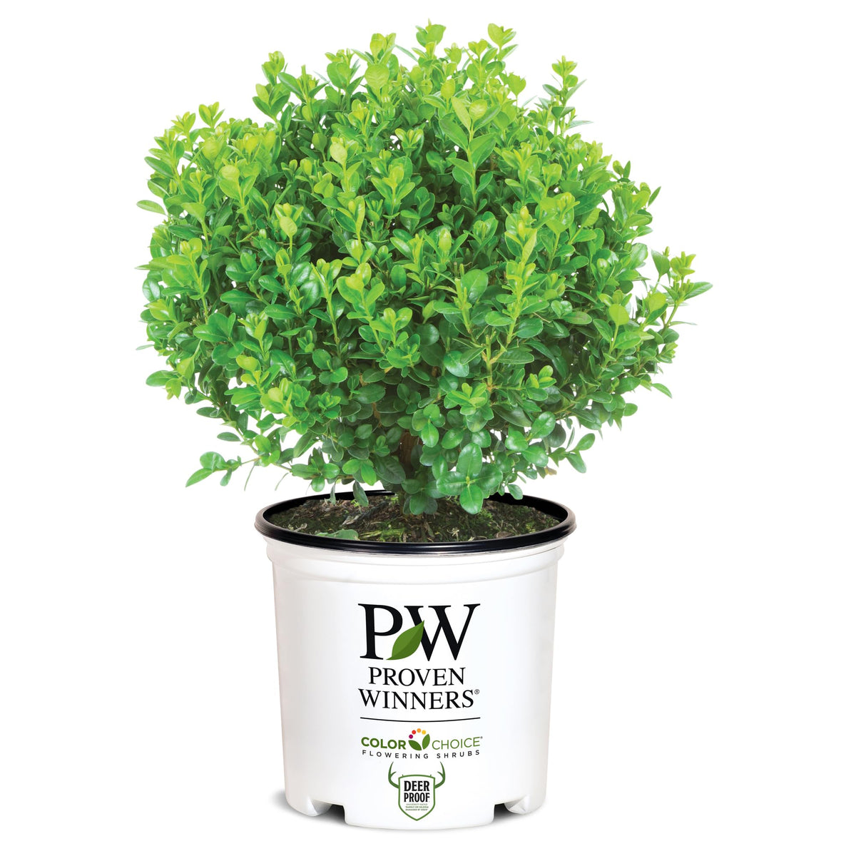 Proven Winners Sprinter Boxwood close-up of glossy leaves for year-round appeal.