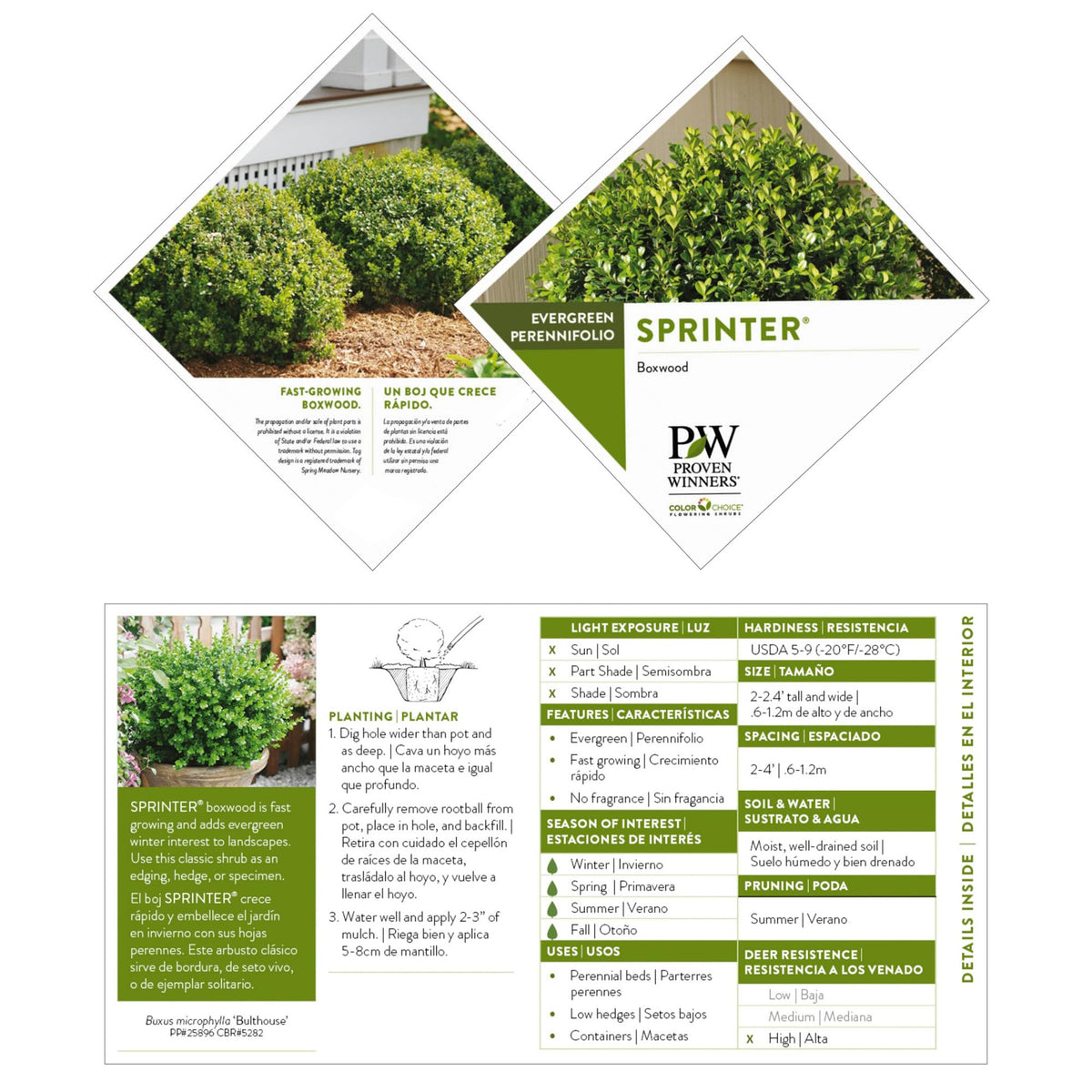Proven Winners Sprinter Boxwood dense foliage ideal for edging and screens.