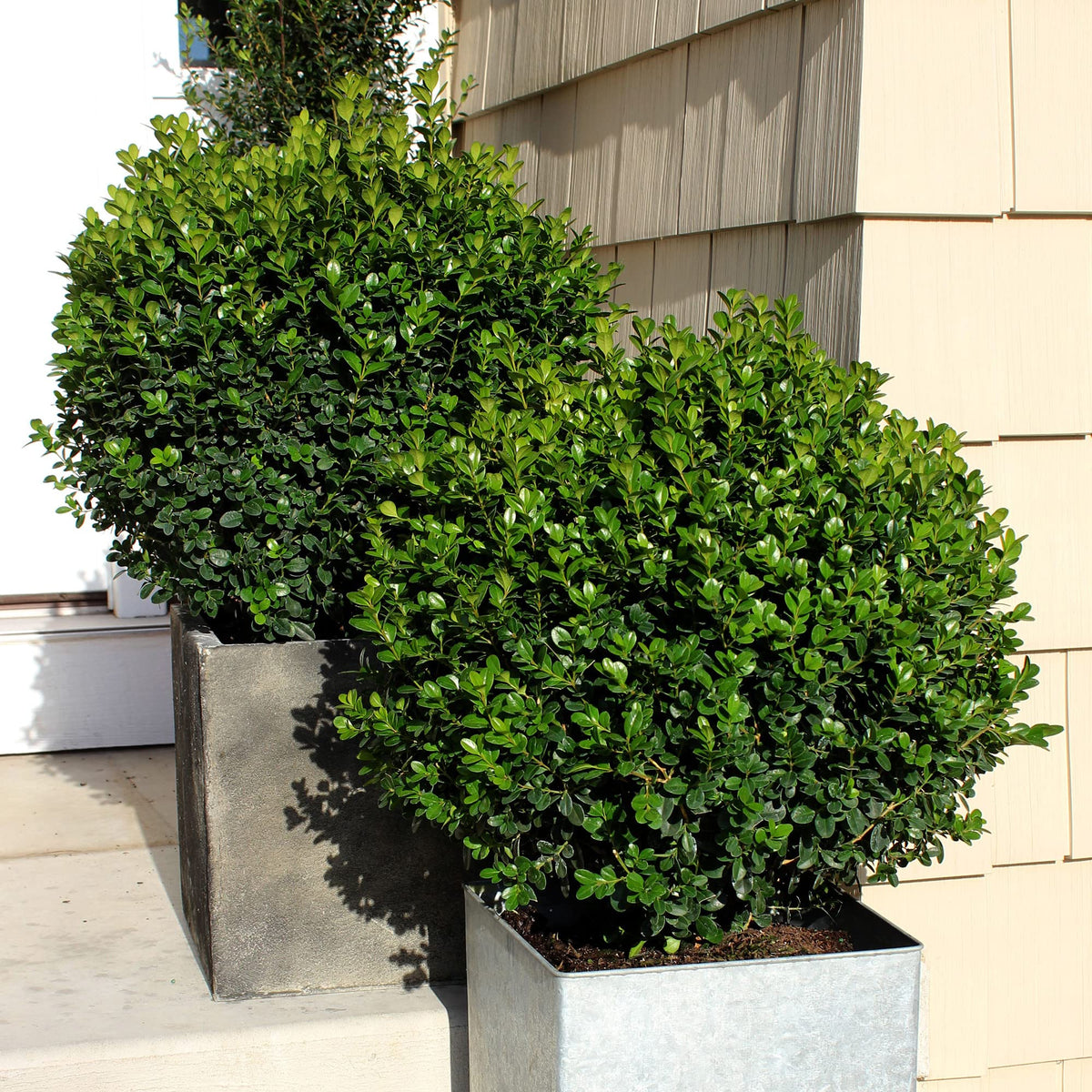 Proven Winners Sprinter Boxwood hedge row showcasing upright habit for formal borders.