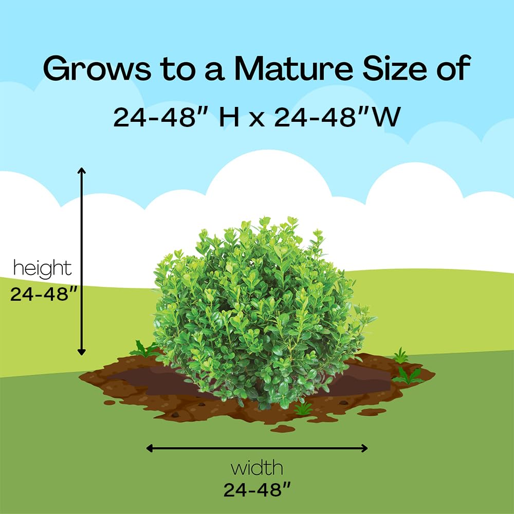 Proven Winners Sprinter Boxwood side view highlighting compact growth in a yard.