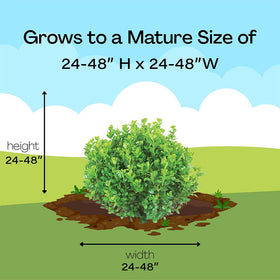 Proven Winners Sprinter Boxwood side view highlighting compact growth in a yard.
