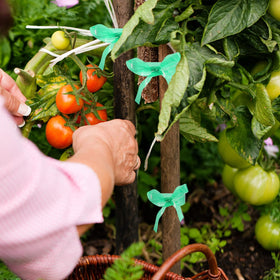 Prudiut plant tape supports vegetables and flowers with flexible tying.