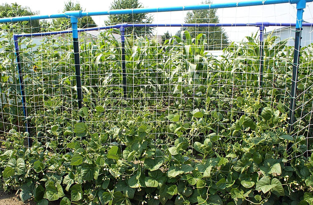PullyBuy vegetable climbing support keeps melons and vegetables neatly organized.