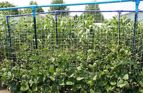 PullyBuy vegetable climbing support keeps melons and vegetables neatly organized.
