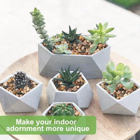 Pulovin bamboo arrangement with stones, adding elegant texture.