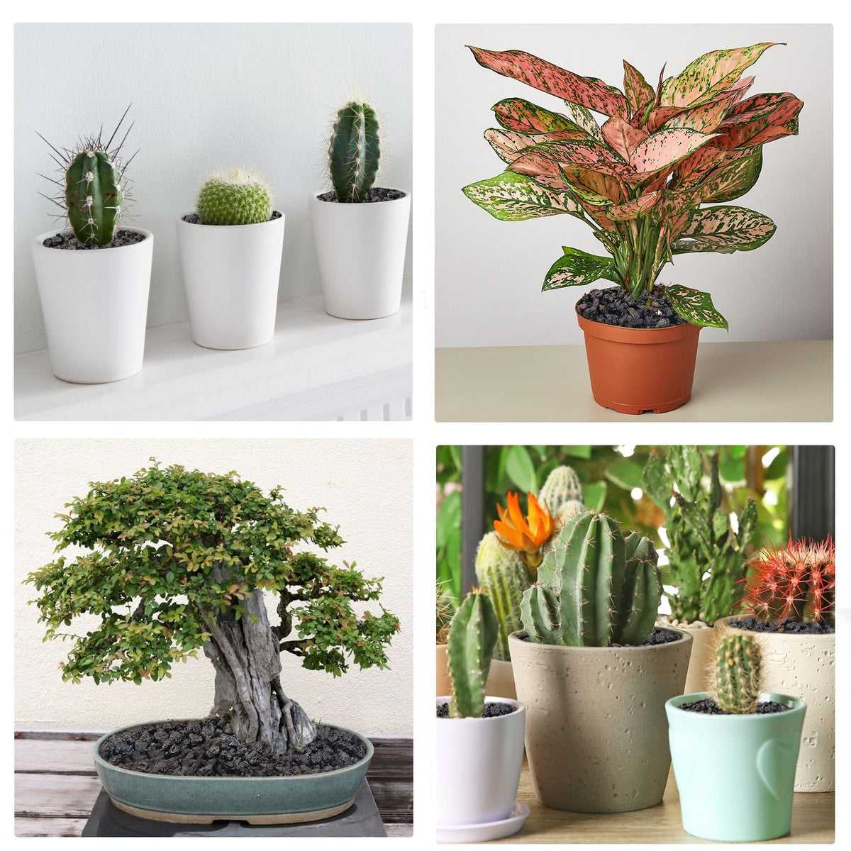 Pulovin eco-friendly lava rocks can be recycled in garden design