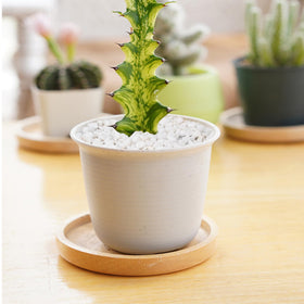 Pulovin gravel in glass jars for crafts and decorative arrangements.