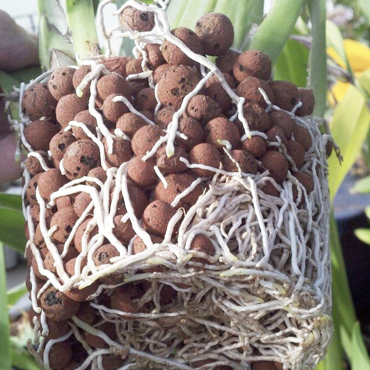 Pulovin LECA pebbles in terrarium aid root growth and air flow.