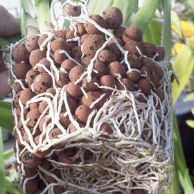 Pulovin LECA drainage balls help potting mixes manage water efficiently.