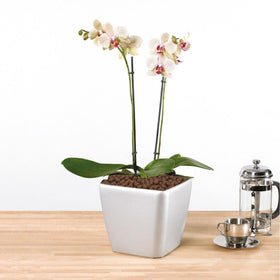 Pulovin LECA orchid potting medium offers drainage and healthier roots.