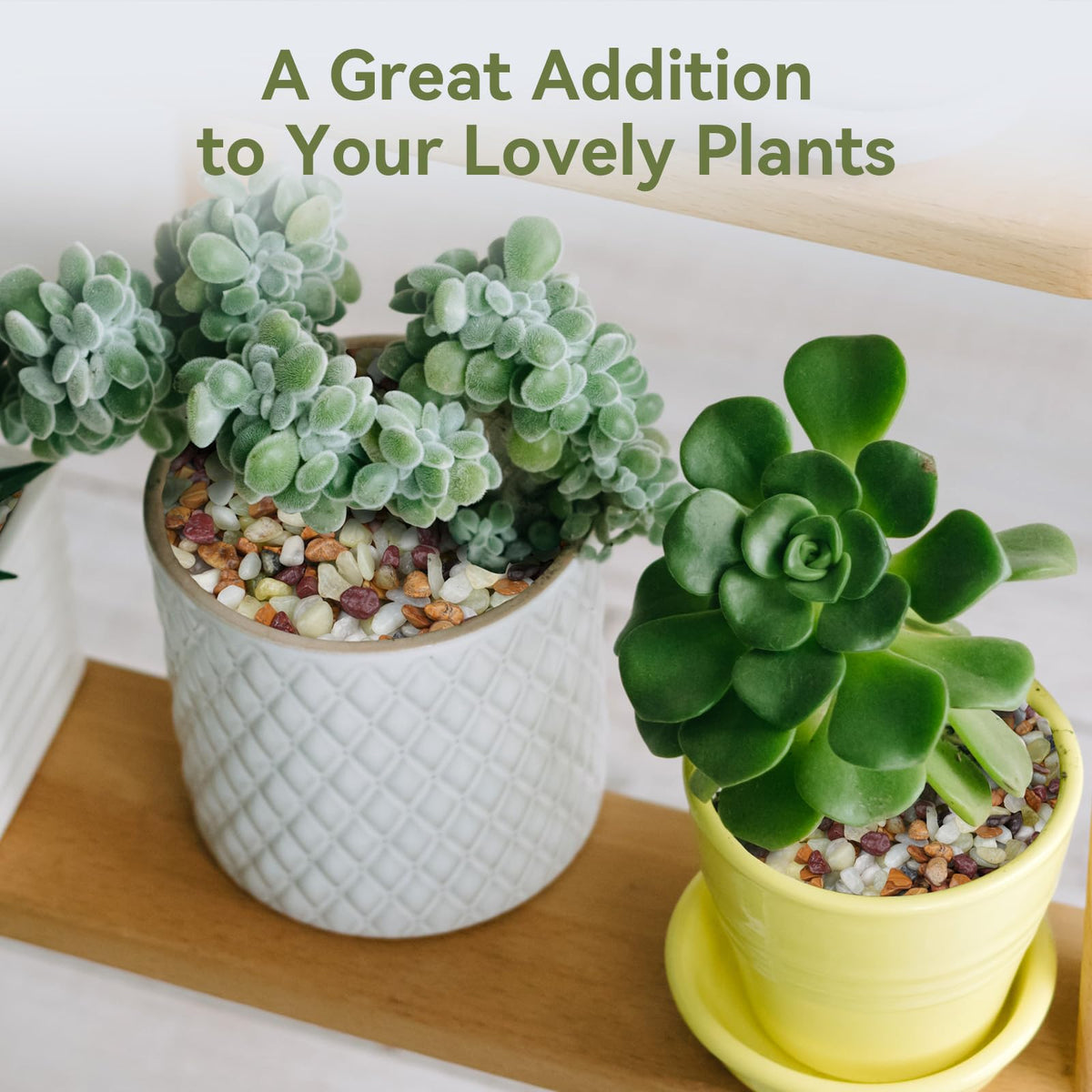 Pulovin terrarium river rocks brighten terrariums with natural color and texture