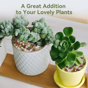 Pulovin terrarium river rocks brighten terrariums with natural color and texture