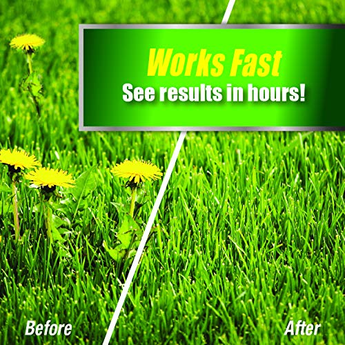 Lawn recovery after Pulverize treatment with fewer weeds, greener turf
