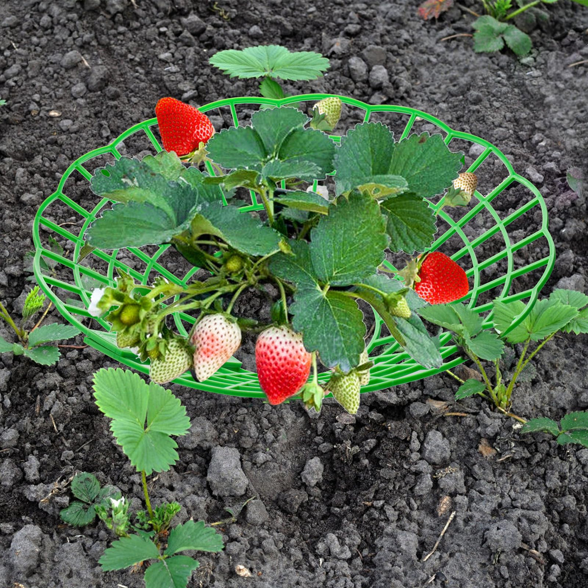 Pumtus berries stay clean when elevated from soil by the supports
