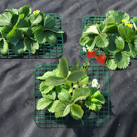 Pumtus strawberry cage elevates fruit away from ground to reduce contact.