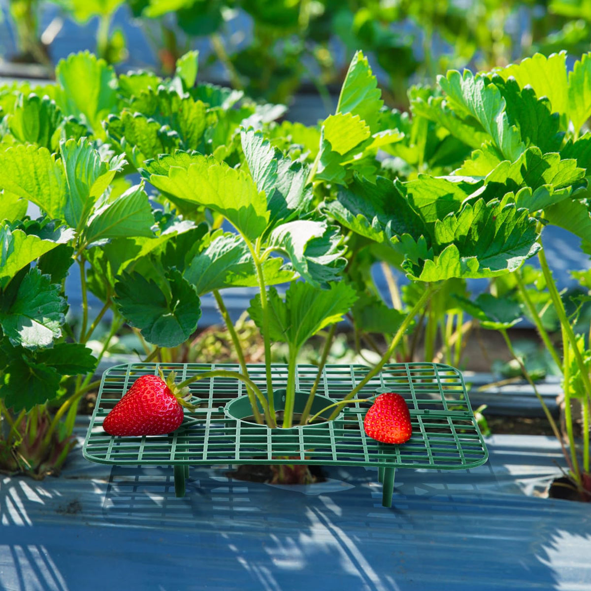 Pumtus strawberry growing frame holder improves berry visibility and access.