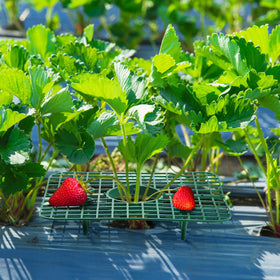 Pumtus strawberry growing frame holder improves berry visibility and access.