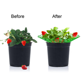 Pumtus strawberry growing racks improving air flow around fruit