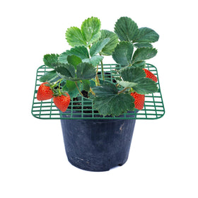 Pumtus strawberry accessory helps organize berries without crowding.