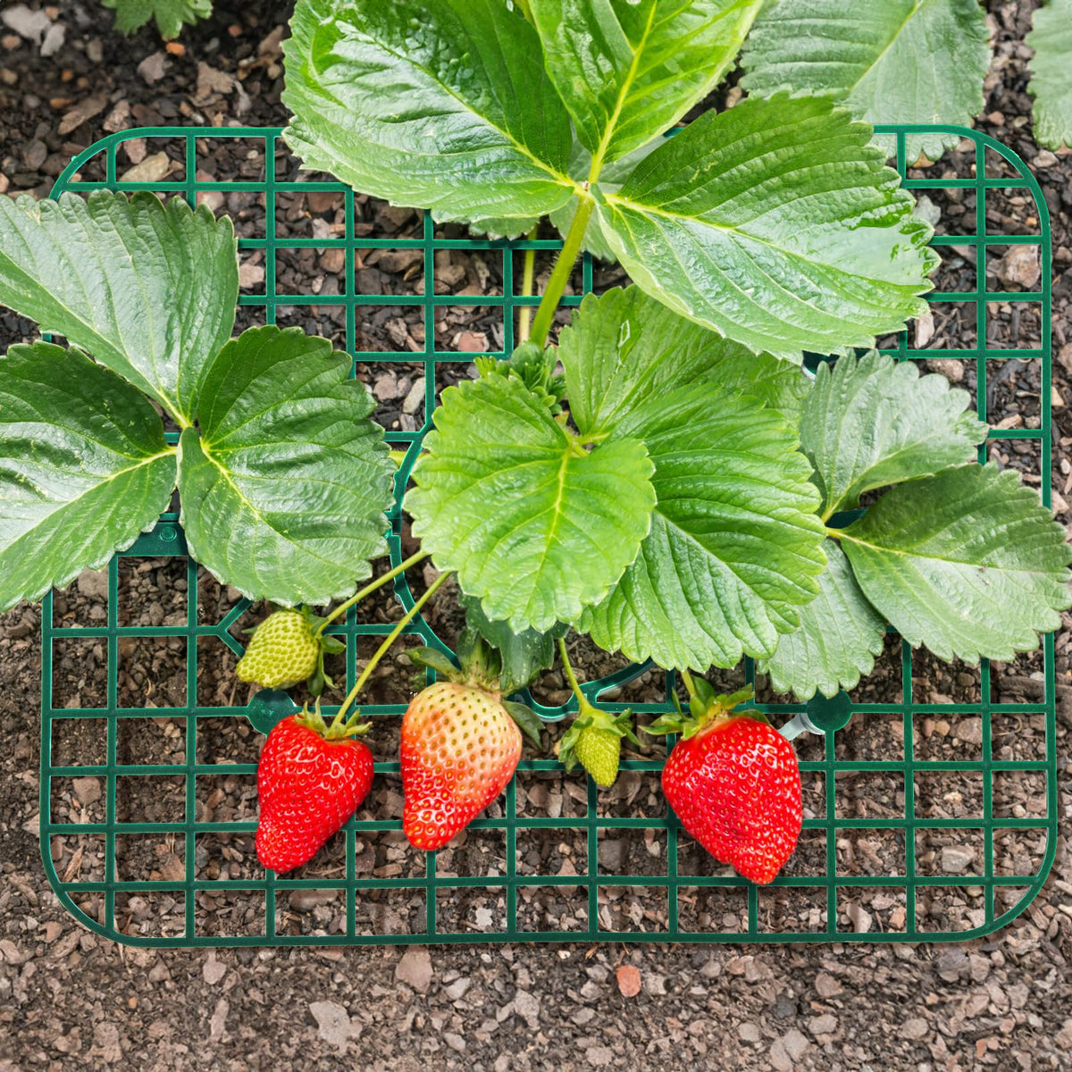 Pumtus rack fits most potted plants for versatile gardening.
