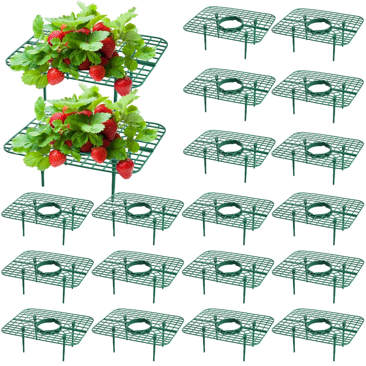 Pumtus square strawberry support keeps berries clean and off soil for better ripening.