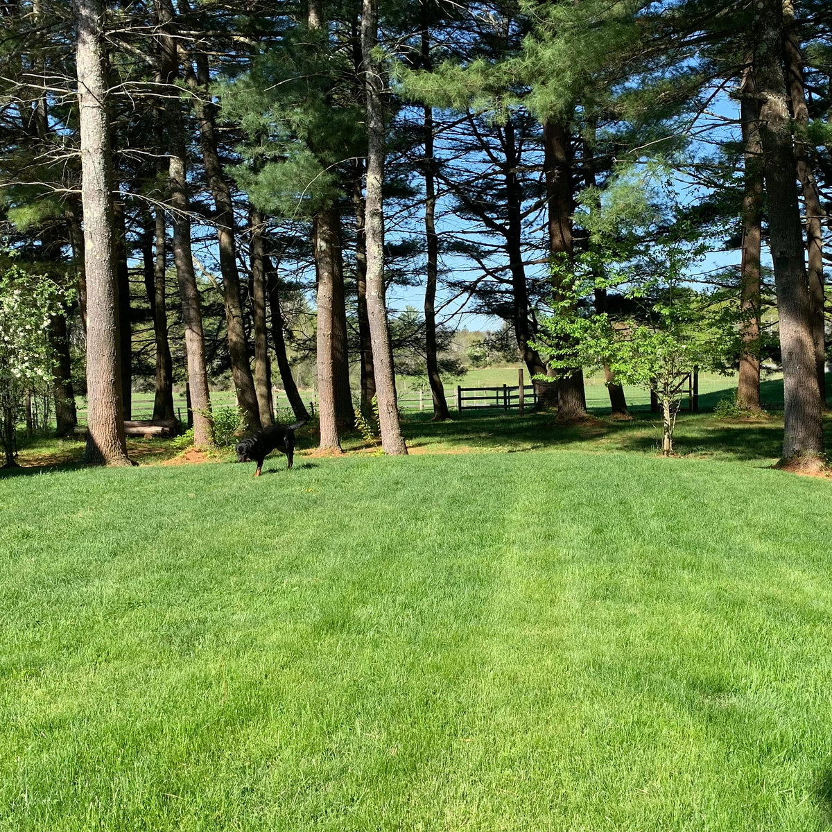 Purely Organic Lawn Food contributes to nutrient-rich soil for resilient grass