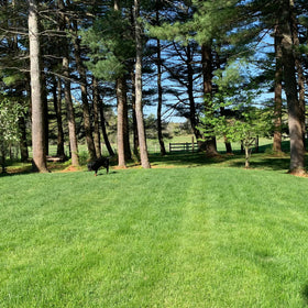 Purely Organic Lawn Food contributes to nutrient-rich soil for resilient grass